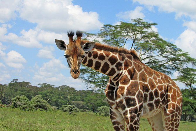 4X4 Lake Nakuru Day Trip Safari – & Optional Lake Naivasha Boat - Highlights of the Experience