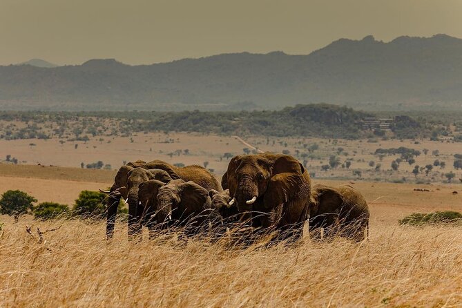 5 Day Wildlife and Gorilla Safari in Africa - Booking Information