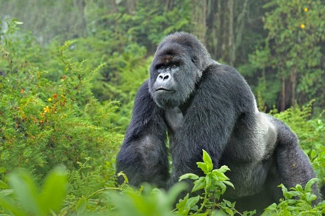 5 Days Gorillas and Chimpanzee Tracking - Itinerary Details