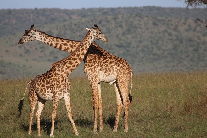 5 Days Lake Naivasha, Lake Nakuru, & Masai Mara - The Sum Up