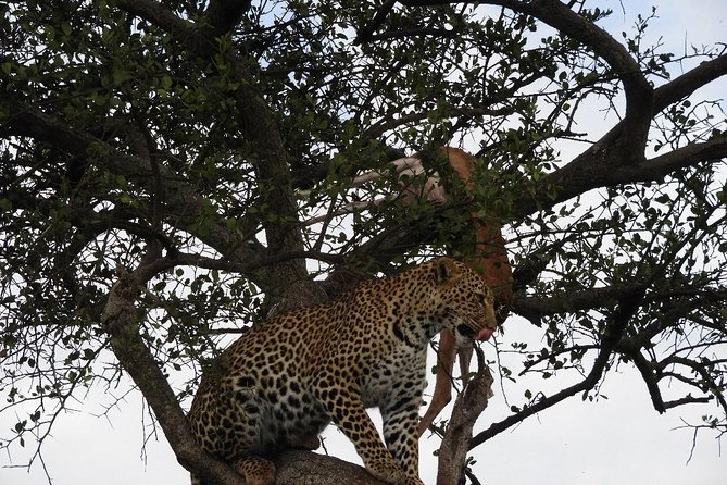 5 Days Masai Mara, Lake Nakuru, Lake Naivasha Magical Wildlife Safari in Kenya