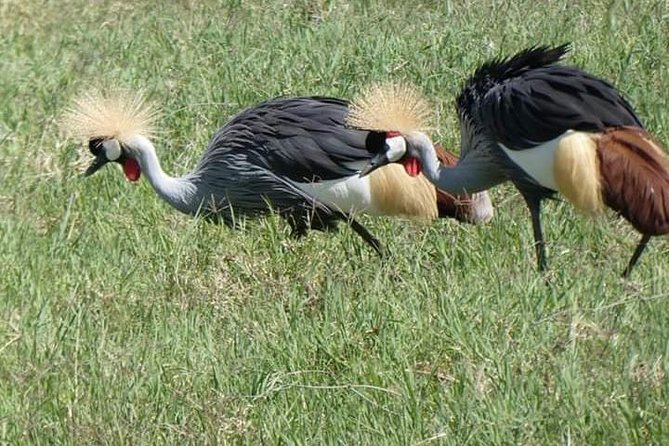 5 Days Safari Itinerary, Delight With Camping Game Drives in 3 National Parks - Game Drives Schedule
