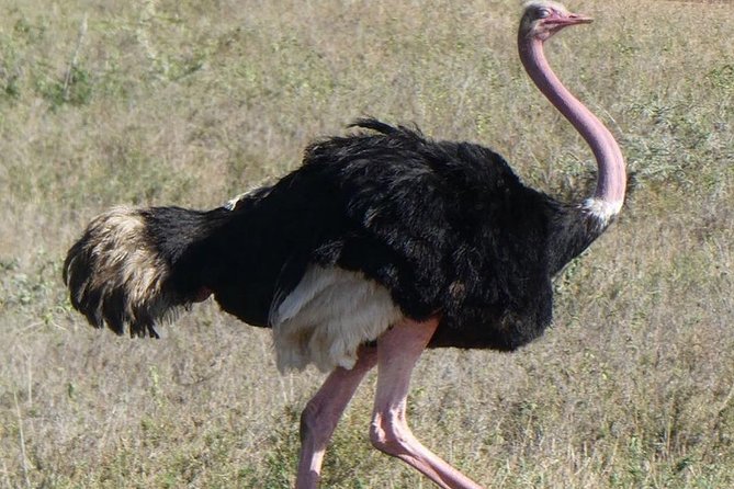 5 Days Serengeti Safari|Experience the Great Wildebeest Migration - Safari Itinerary Overview