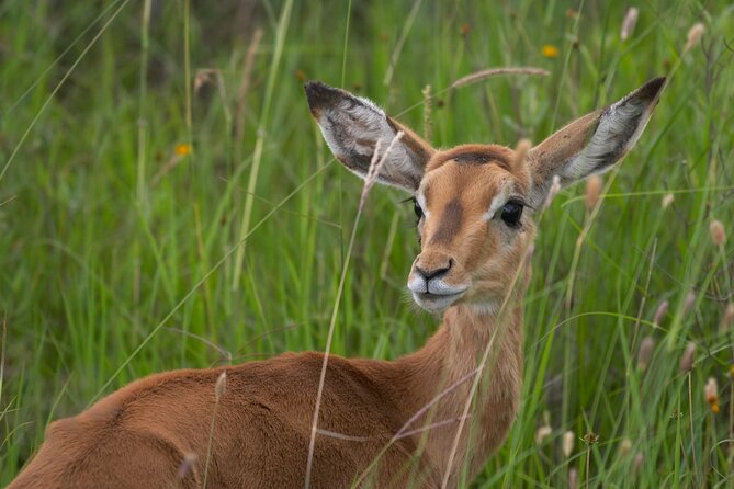 5 Hours Nairobi National Park Early Morning Private Tour - The Sum Up