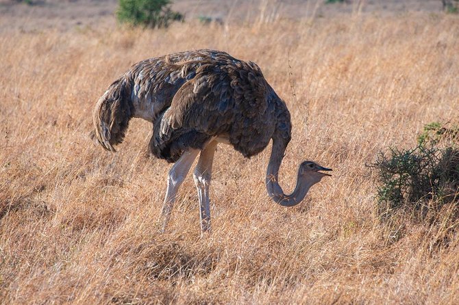 5 Hours Nairobi National Park Private Tour - The Sum Up