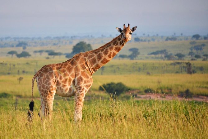 6-day Hwange, Chobe & Victoria Falls Combo - Highlights and Inclusions