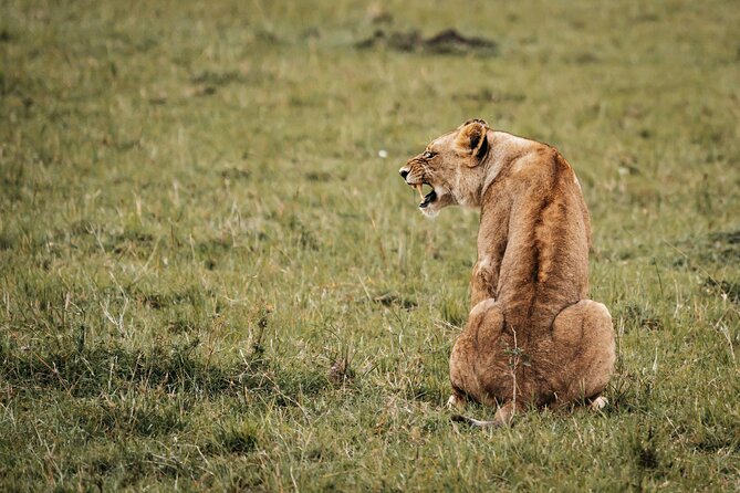 6-Day Maasai Mara, Lake Nakuru and Amboseli Safari - Inclusions and Exclusions