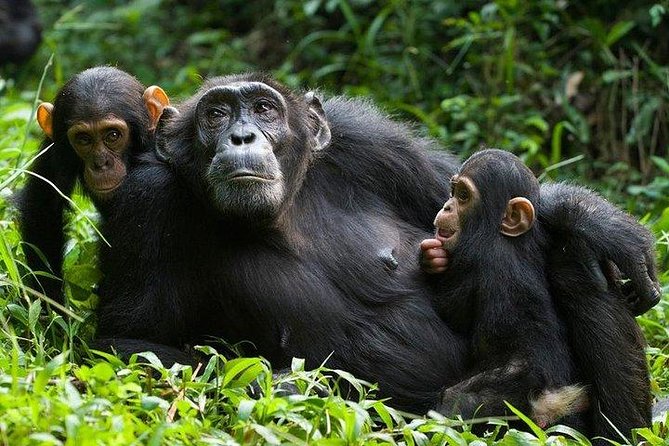 6 Days Gorilla & Chimpanzee Safari in Uganda - The Sum Up