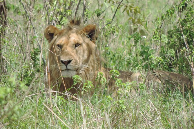 6 Days Masai Mara-Lake Nakuru & Amboseli Budget Safari - Frequently Asked Questions