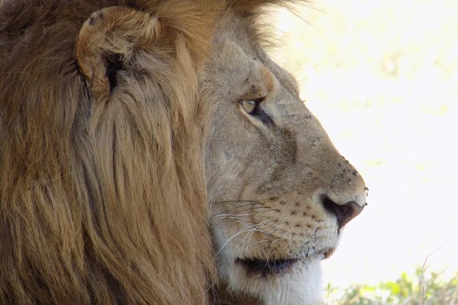 6 Days Tanzania Wildlife Safari Tour