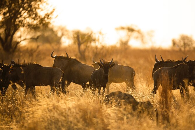 6 Days the Best of Tanzania Private Safari - Wildlife Encounters