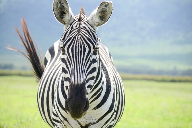 7-Day Serengeti Wildebeest Migration Camping Safari - Safety and Logistics