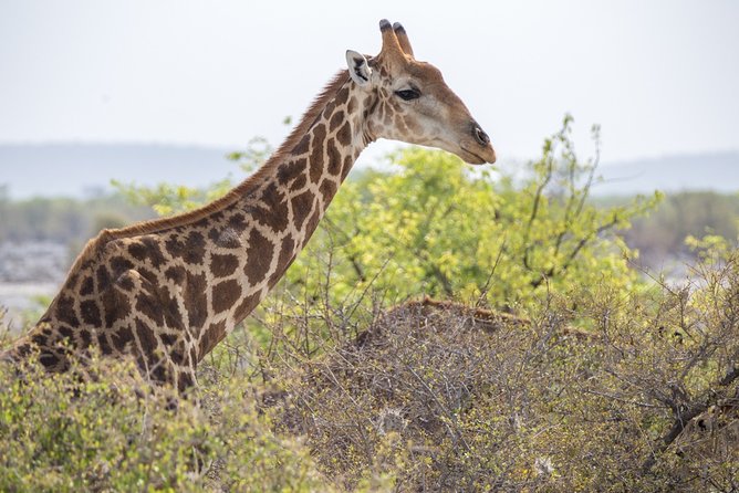 7 Day Taste of Namibia Lodging Safari - Frequently Asked Questions