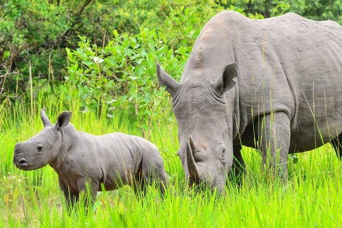7-Day Uganda Adventure Safari - Midrange Lodges - Frequently Asked Questions