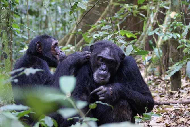 7 Days Fort Portal Culture Tour Western Uganda - Frequently Asked Questions
