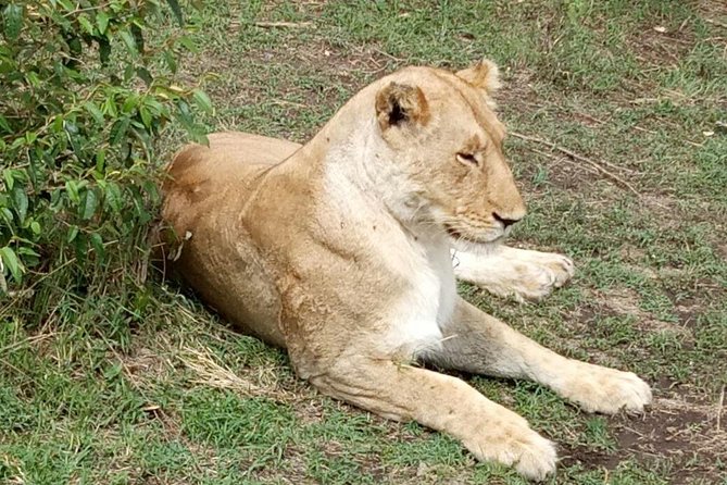 7 Days in Masai Mara- Lake Nakuru- Lake Naivasha- Amboseli National Park - Lake Nakuru Wildlife Encounters