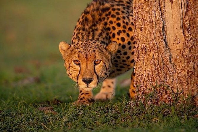 7 Days Migration Safaris -Lodge - Operator Information