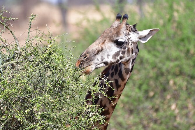 7 Days Rhino Ngorongoro Crater Safari Tour - Booking and Pricing