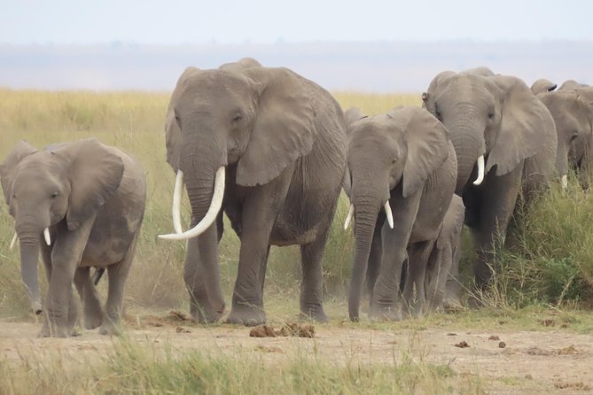 8-Day Kenya Wildebeest Migration Safari - Activities Included