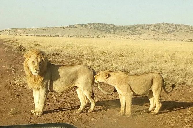 8 Days Tarangire, Serengeti, Ngorongoro & Manyara Budget Lodge Safari Tour