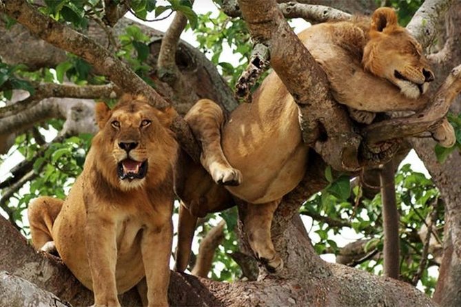 8 Days Uganda Primates Safari - The Sum Up