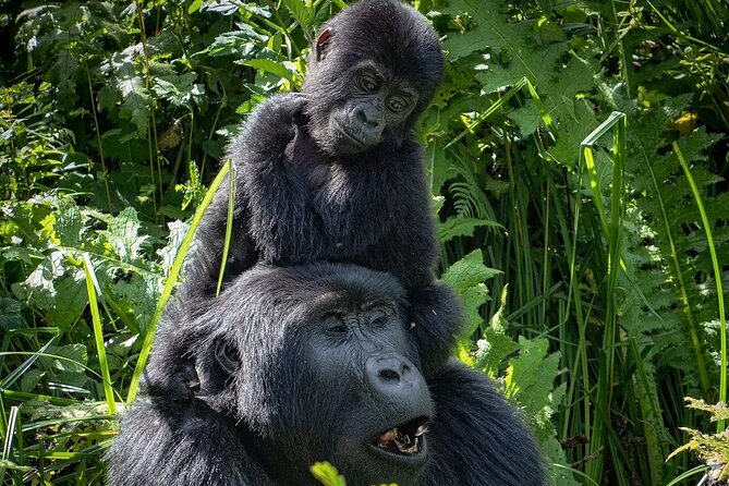 9-Day Private Uganda Wildlife Safari - Frequently Asked Questions