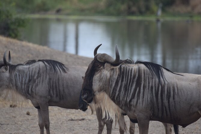 9 Day Round Trip Serengeti-Great Migration and Lake Natron