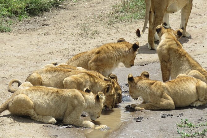9 Days Safari To See Great Migration Crossing - Frequently Asked Questions