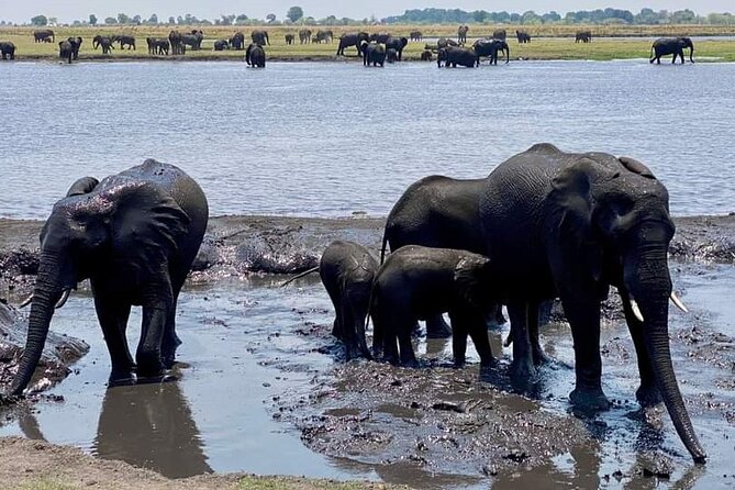 A Chobe Full Day Tour - Botwana - Tour Highlights