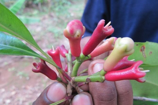 A Half Day Private Tour To Spice Farm - Price and Booking Information