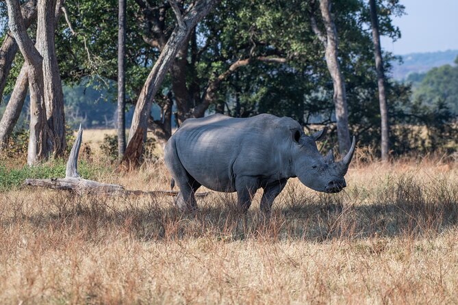 A Private White Rhino Game Drive Plus Short Walk