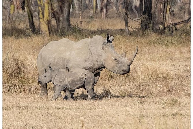 African Wildlife & Nature - 5 Kenya National Parks - 6 Day Jeep Safari - Safari Highlights