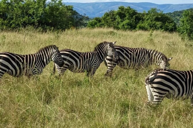 Akagera National Park One Day Safari Experience - Group Size & Pricing