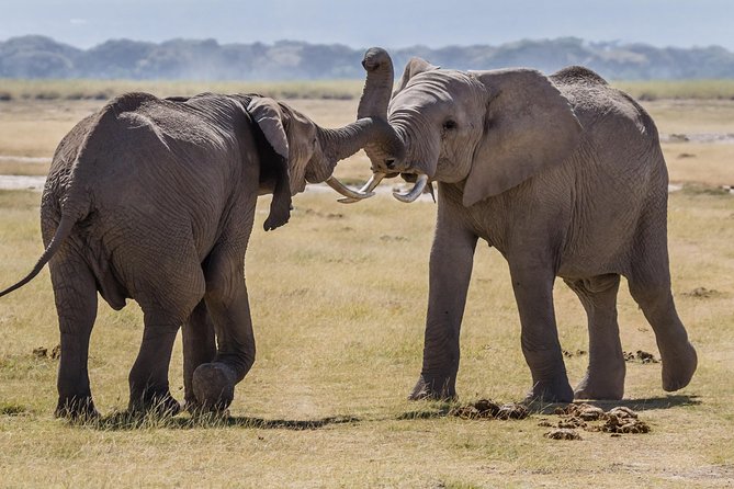 Amboseli National Park Guided Full Day Tour - Booking Information