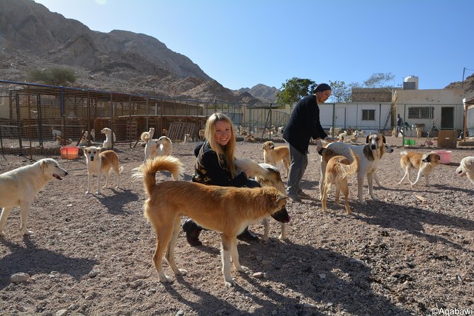 Aqaba Dog Shelter Conservation Experience - Pickup Information