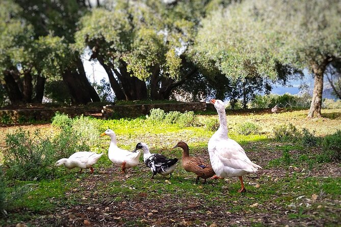 Argostoli: Farm Delights and Timeless Tastes