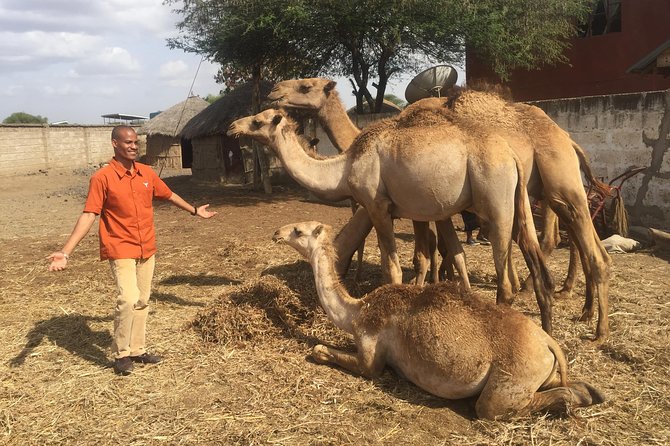 Arusha Snake Park, Camel Ride, Shanga & Arusha Cultural Heritage - Full Day Trip - Directions to Arusha Snake Park