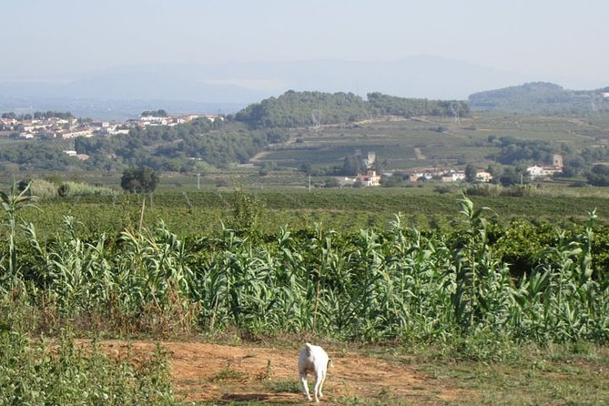 Barcelona City + Wine Cellar Penedès Tour - Tour Logistics