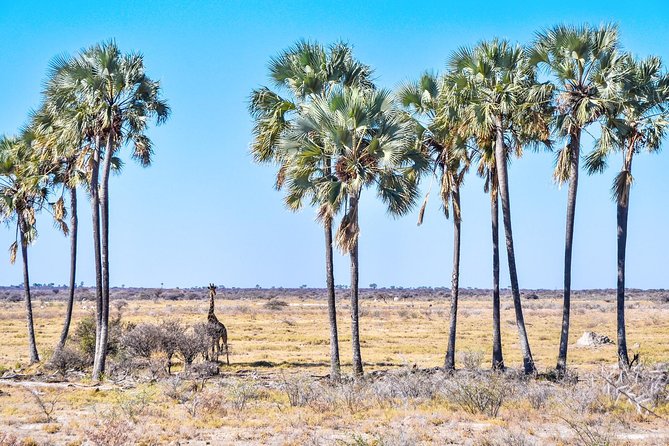 Botswana-Chobe National Park Savuti 3 Nights Camping