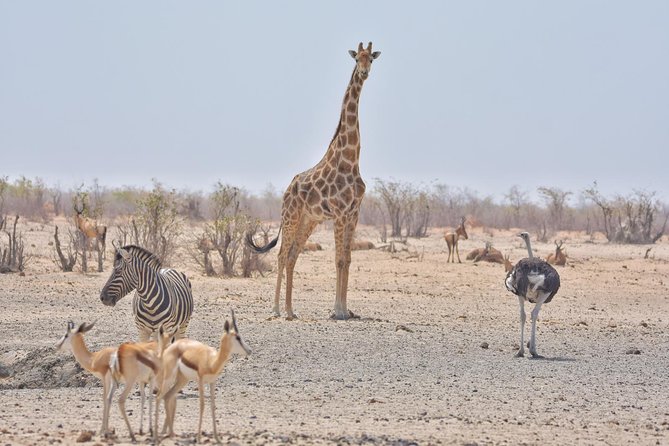 Botswana Classic Camping Safari ( 8nights/9 Days) - The Sum Up
