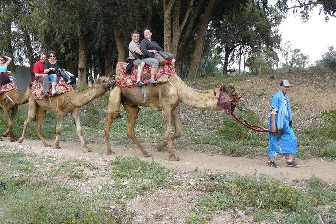 Camel Agadir
