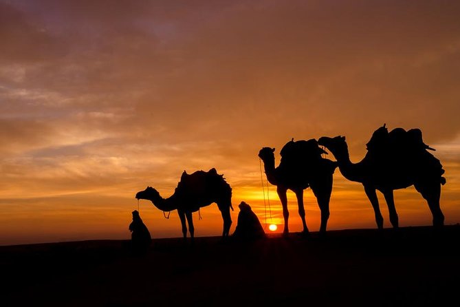 Camel Ride Adventure For Everyone - Activity Overview
