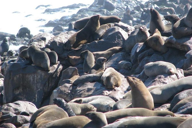 Cape Cross Seal Colony Tour From Swakopmund, Namibia - Frequently Asked Questions