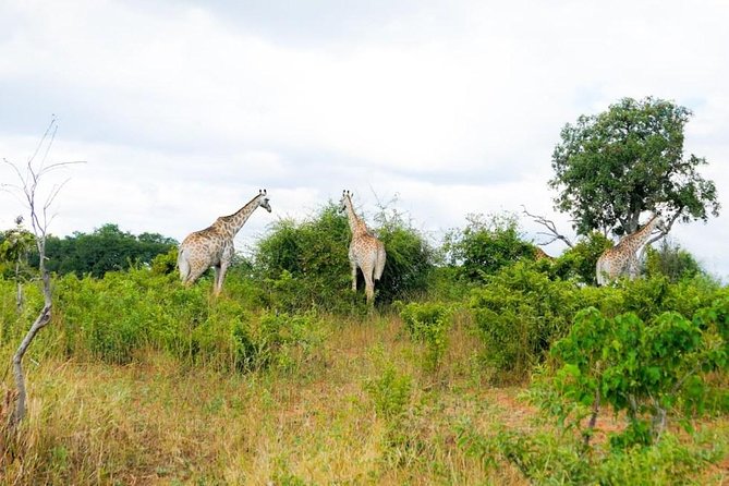 Chobe Day Trip in Botswana