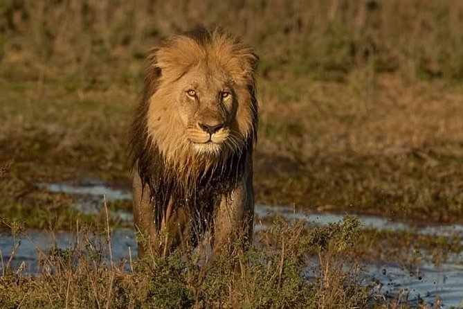 Chobe Day Trip - Frequently Asked Questions