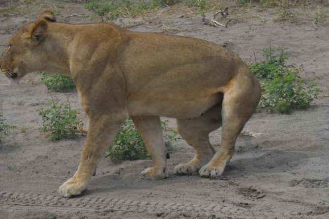 Chobe Full Day Safari Trip - Frequently Asked Questions