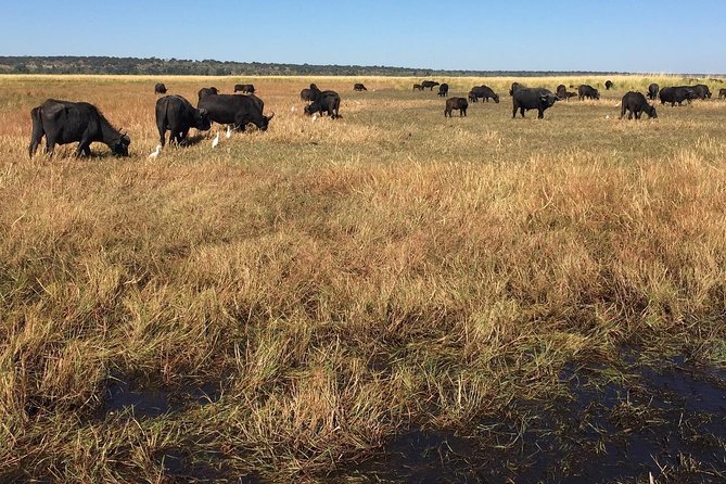 Chobe Half Day Trip - The Sum Up