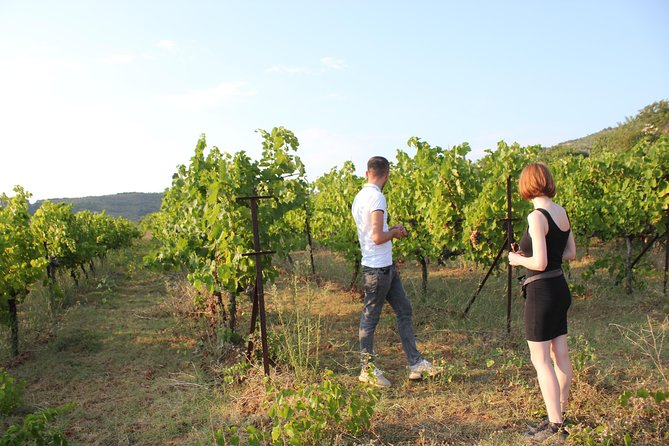 Classing Wine Tasting Tour by Berat City Tours - Transportation Information