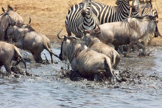 Cream Of Kenya Safari - Frequently Asked Questions