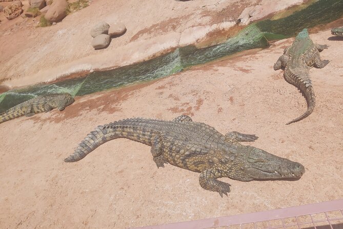 Crocodil Park Transport and Crocoparc Ticket - Reviews and Ratings